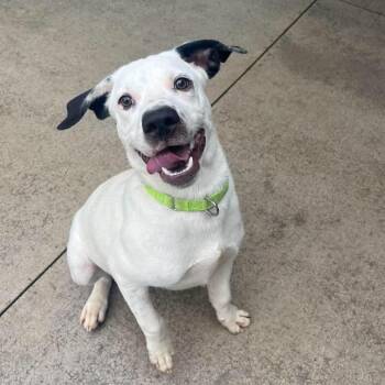 Snoopy -  Terrier and Mixed Breed Dog for Adoption in Monticello, Iowa - Snoopy | PetCurious