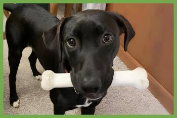 Isla -  Labrador Retriever and Hound Dog for Adoption in Amherst, Massachusetts - Isla | PetCurious