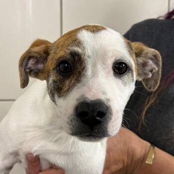 Mixed Breed Dogs Available for Adoption in Middletown, Rhode Island - Maverick | PetCurious