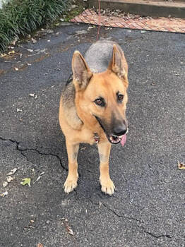 Rescue German Shepherd Dog Dogs for Adoption in Chattanooga, Tennessee - Lucy Lou | PetCurious