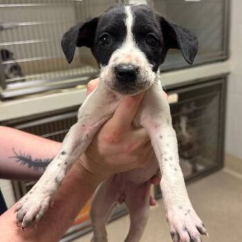 Australian Cattle Dog Blue Heeler Dogs Available for Adoption in Bristol, Indiana - Tea Cup | PetCurious