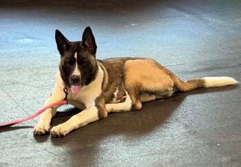Rebel -  Akita Dog for Adoption in Chicago, Illinois - Rebel | PetCurious