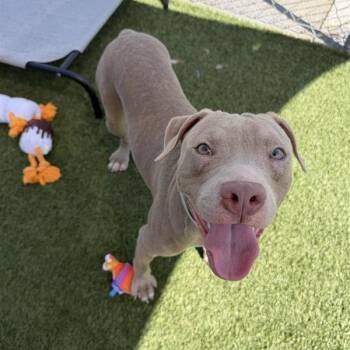 Corleone -  Pit Bull Terrier Dog for Adoption in Long Beach, California - Corleone | PetCurious