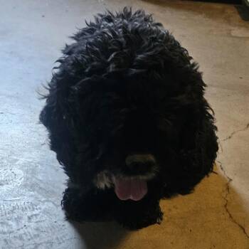 Cocker Spaniel Dogs Available for Adoption in Roanoke, Virginia - Sir Charles | PetCurious