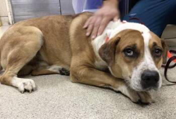 Rescue Pit Bull Terrier and Mixed Breed Dogs for Adoption in Riverside, California - KRONK | PetCurious