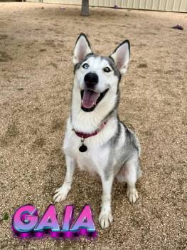 Husky Dogs Available for Adoption in Boerne, Texas - Gaia | PetCurious
