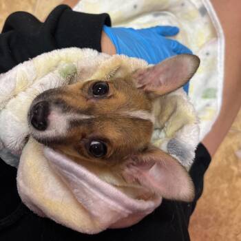 Charlee -  Chihuahua Dog for Adoption in Madison, Wisconsin - Charlee | PetCurious