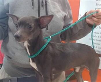 Chihuahua and Mixed Breed Dogs Available for Adoption - TUCKER | PetCurious