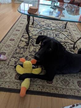 Norma -  Labrador Retriever Dog for Adoption in Denton, Texas - Norma | PetCurious