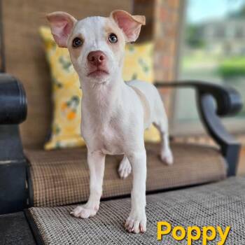 Poppy -  Chihuahua Dog for Adoption in Allen, Texas - Poppy | PetCurious