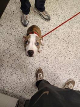 Rescue Mixed Breed Dogs for Adoption in Atlanta, Georgia - Yeti | PetCurious