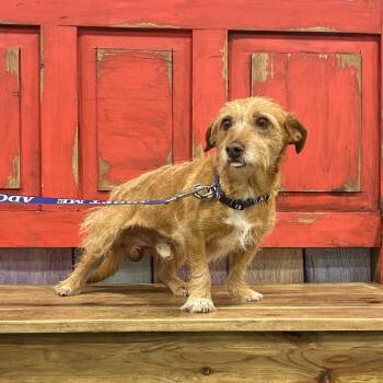 Chihuahua and Terrier Dogs Available for Adoption in Midland, Texas - FWT Lucky | PetCurious