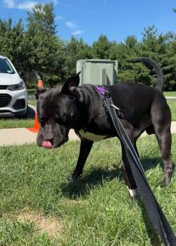 Matrix -  Pit Bull Terrier and Terrier Dog for Adoption in Montgomery, New Jersey - Matrix | PetCurious