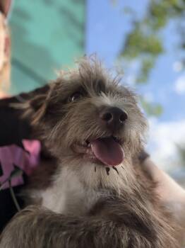 Cairn Terrier Dogs Available for Adoption - Allen | PetCurious