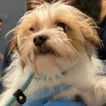 Mixed Breed Dogs Available for Adoption in Newark, New Jersey - Chi Chi | PetCurious