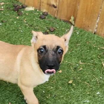 Rescue Belgian Shepherd Malinois Dogs for Adoption in Austin, Texas - Shilo TM | PetCurious