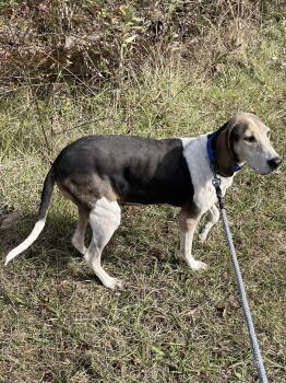 Rescue Hound Dogs for Adoption in Rustburg, Virginia - Tatum - At Shelter | PetCurious