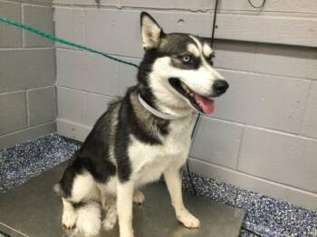 Siberian Husky Dogs Available for Adoption - VICKY | PetCurious
