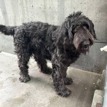 Cookie Monster -  Giant Schnauzer Dog for Adoption in Pasadena, California - Cookie Monster | PetCurious