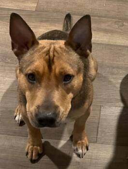 REX -  Staffordshire Bull Terrier and Mixed Breed Dog for Adoption in Pasadena, Texas - REX | PetCurious
