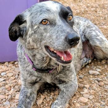 Kada -  Australian Cattle Dog Blue Heeler Dog Available for Adoption in St. George, Utah - Kada | PetCurious