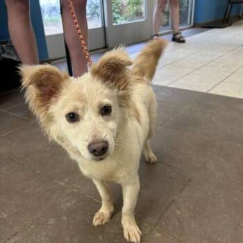 Mixed Breed Dogs Available for Adoption in Columbus, Georgia - 06/01/2026-Stray-CalfPastureDrive | PetCurious
