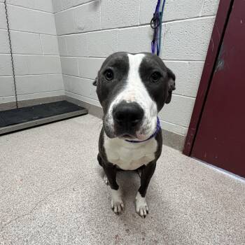 Pit Bull Terrier Dogs Available for Adoption in Ardmore, Oklahoma - Amelia Rose | PetCurious