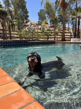 Bella -  Bernadoodle Dog for Adoption in West Hollywood, California - Bella | PetCurious