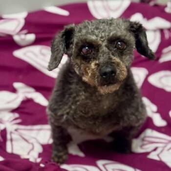Miniature Poodle and Standard Poodle Dogs Available for Adoption - Snickerdoodle  | PetCurious