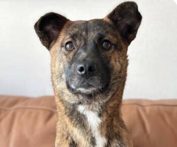 Titi -  Jindo Dog for Adoption in San Ramon, California - Titi | PetCurious