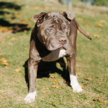 Rescue Pit Bull Terrier Dogs for Adoption in Northbrook, Illinois - Charles THEE Hunky Monkey | PetCurious