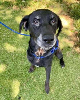 Princess -  Labrador Retriever Dog for Adoption in Independence, Missouri - Princess | PetCurious