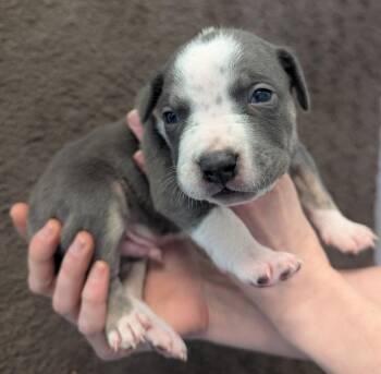 Mixed Breed Dogs Available for Adoption in Barron, Wisconsin - Mario | PetCurious