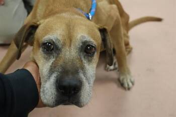 Rescue Mixed Breed Dogs for Adoption in Columbia, South Carolina - ZERO | PetCurious