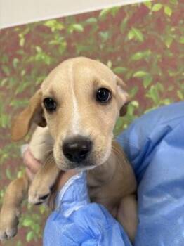 Fray -  Labrador Retriever and Mixed Breed Dog for Adoption in San Antonio, Texas - Fray | PetCurious