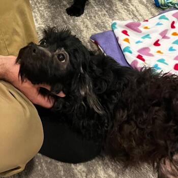 Terrier Dogs Available for Adoption in Waterford, New Jersey - FISHER | PetCurious