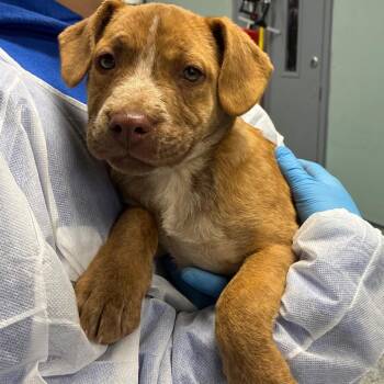 American Staffordshire Terrier Dogs Available for Adoption - May | PetCurious