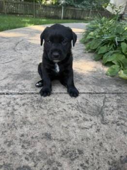 Bella -  Mixed Breed Dog for Adoption in Kansas City, Missouri - Bella | PetCurious