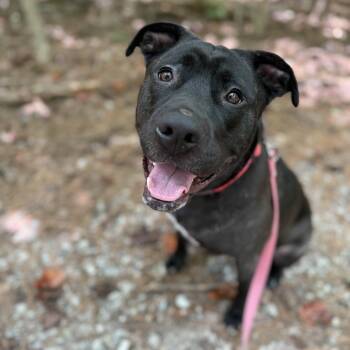 Rescue Labrador Retriever and Pit Bull Terrier Dogs for Adoption in Gloucester, Virginia - Pixie | PetCurious