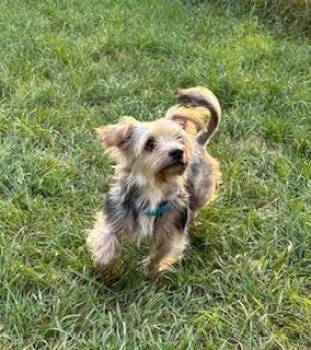 Yorkshire Terrier Dogs Available for Adoption in Livonia, Michigan - Scruffy | PetCurious