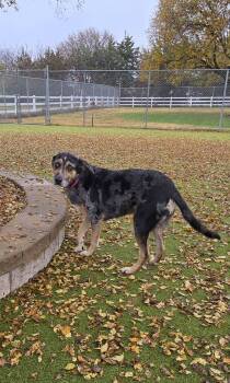Rescue Catahoula Leopard Dog Dogs for Adoption in Sterling, Kansas - Pepper | PetCurious
