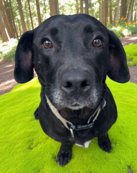 Rescue Mixed Breed Dogs for Adoption in Sullivan, Indiana - Bud | PetCurious