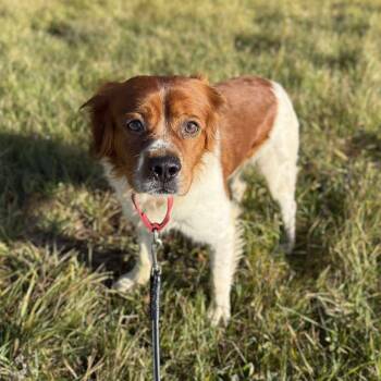 Rescue Mixed Breed Dogs for Adoption in Alma, Michigan - Jester | PetCurious