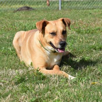 Labrador Retriever and Mixed Breed Dogs Available for Adoption in Wharton, Texas - Junebug | PetCurious