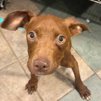 Garbanzo -  Mixed Breed Dog for Adoption in Chattanooga, Tennessee - Garbanzo | PetCurious