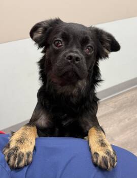 Shuppet -  French Bulldog and Spaniel Dog for Adoption in Cypress, California - Shuppet | PetCurious