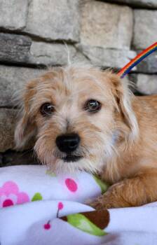 Chihuahua and Shih Tzu Dogs Available for Adoption in Yakima, Washington - Sherman | PetCurious