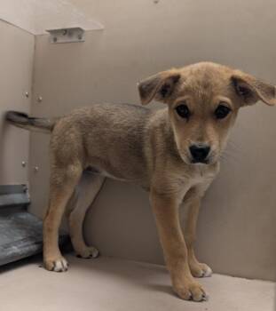 Pickles -  Mixed Breed Dog for Adoption in Havre, Montana - Pickles | PetCurious