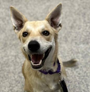 Charlie -  Labrador Retriever Dog for Adoption in Golden, Colorado - Charlie | PetCurious