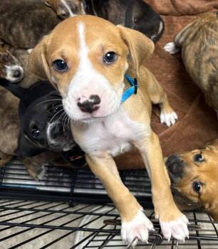 Stark -  Hound Dog for Adoption in Gilberts, Illinois - Stark | PetCurious